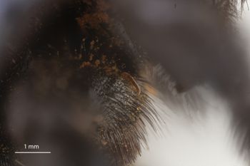 Media type: image;   Entomology 810658 Aspect: Leg hind
